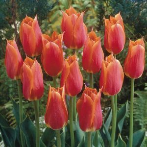 Tulipa Big Brother