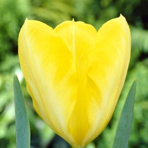 Tulip Fosteriana Yellow Purissima 11/12 x 10