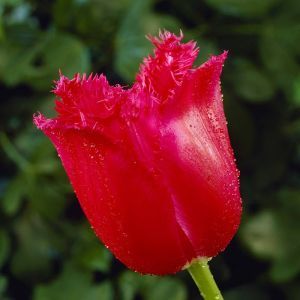 Tulipe Bell Song x 10
