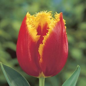 Tulip fringed Devenport 11/12 cm x 10