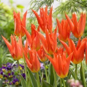 Tulipa Lilyfire