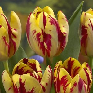 Tulip triumph Grand Perfection 11/12 cm x 10