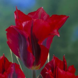 Tulipa Esperanto
