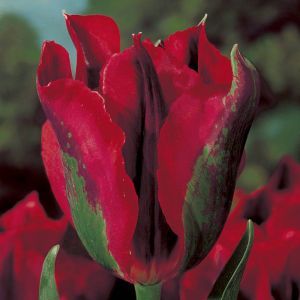 Tulip viridiflora Hollywood 11/12 cm x 10
