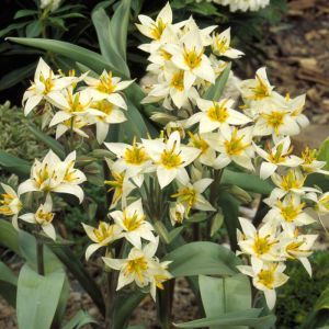 Tulipa Biflora