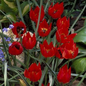 Tulipa Hageri