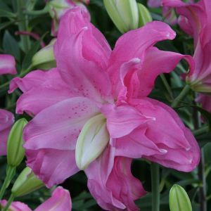 Lilium Oriental  Lotus Joy 12/14 x 3