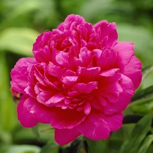 Paeonia Kansas