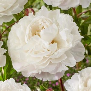 Paeonia Duchesse de Nemours V2