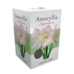 Amaryllis double Wit