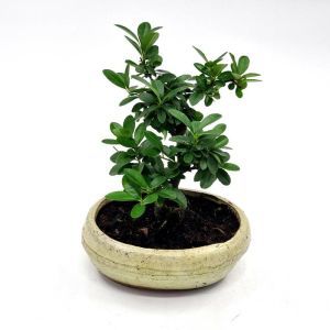 Bonsai pyracantha15 cm