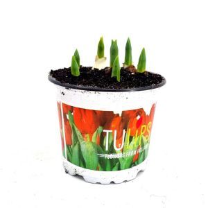 Tulip Red Baby 12 cm pot