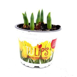 Tulip Yellow Baby 12 cm pot