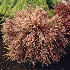 Cytisus Pink Broom Zeelandia