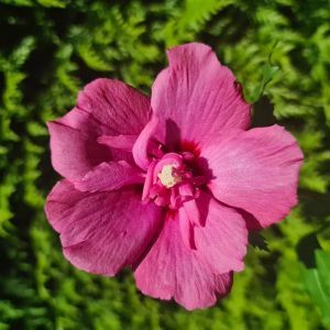 Hibiscus Syriacus Flower Tower Ruby 9 cm pot