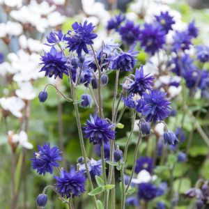 Aquilegia vulgaris Blue Barlow