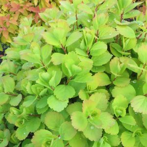 Spiraea betulifolia Tor Gold 20170504 1