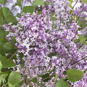 Syringa meyeri FLOWERFESTA PURPLE 20170803 3