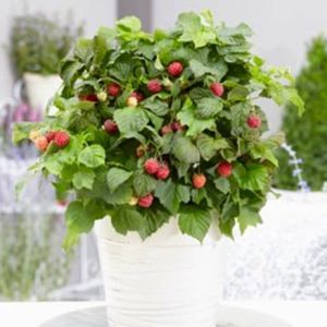 Rubus BonBon Berry