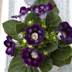 Gloxinia Sinningia Blue