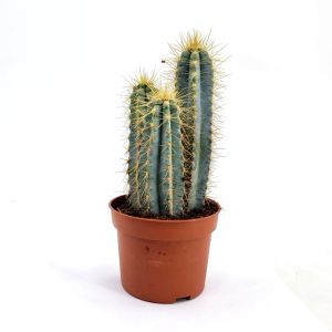 Cactus Pilosocereus azureus pot 10.5 cm