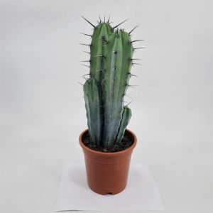 Myrtillocactus geometrizans groep 17cm