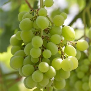 Vitis vinifera Witte van der Laan 17 cm pot