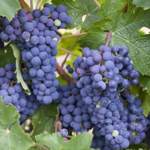moja04475(voor vitis Nero Blauw)