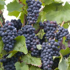 Vigne Vitis vinifera Sweety pitloos 120 cm