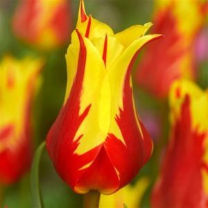 Tulip Firework Lily flowering