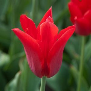Tulip pieter de leur lily flowering