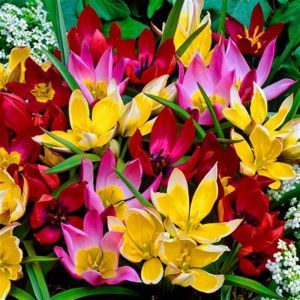 Tulipe Espèces mixtes