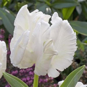 Tulip Parrot White Rebel 11/12 cm