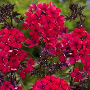 Phlox Pniculata Red