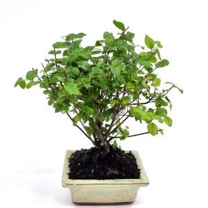 Bonsai Sageretia 12 cm pot