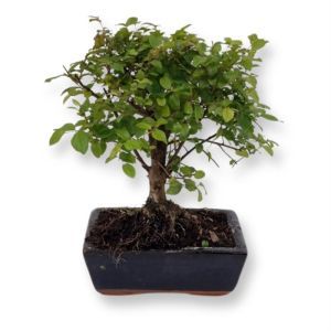 bonsai Sageretia ball 15 cm