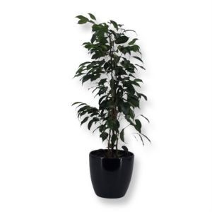 Ficus Danielle 17 cm