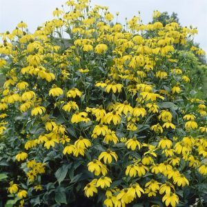 Rudbeckia Herbstsonne Nitida