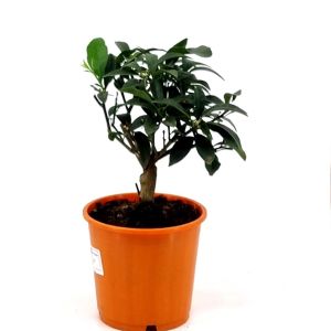 Kumquat tree 14 cm