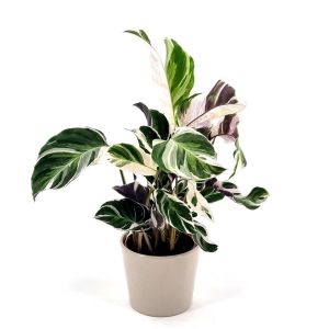 Calathea White Fushion