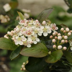 Aronia prunifolia Nero