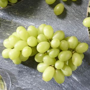 Vitis (als Dr Smidtmans)