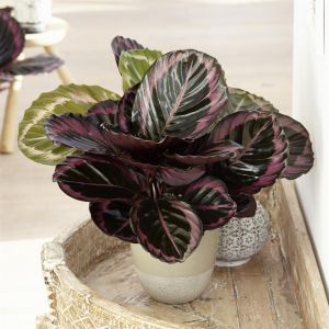 Calathea Surprise Star