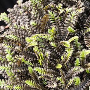 Leptinella squalida Platts Black