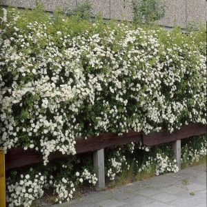 Spiraea vanhouttei haag