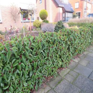 Prunus lusitanica Angustifolia 20193112 2