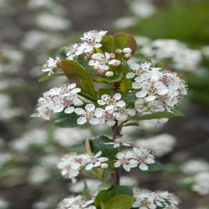 Aronia Melanocarpa