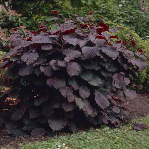 Corylus maxima Purpurea