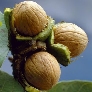 Juglans Regia