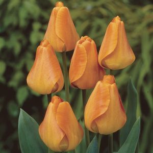 Tulip Orange Lion